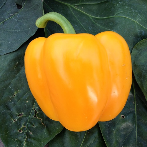 Sweet Pepper Phoebus